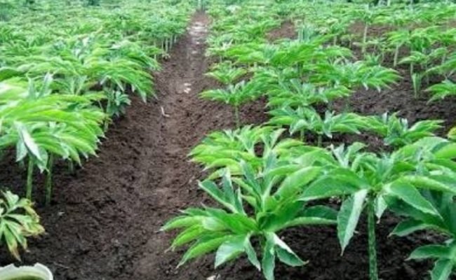 Mentan Syahrul : Porang Adalah Komoditas Mahkota