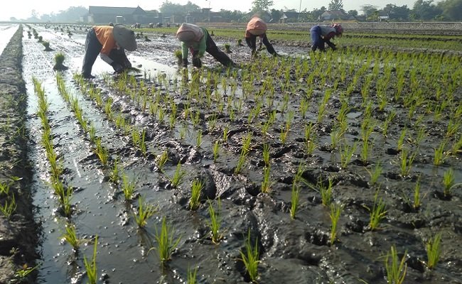 Wilmar Took the Farmers to Plant Paddy for about 148 Ha in Ngawi and Mojokerto