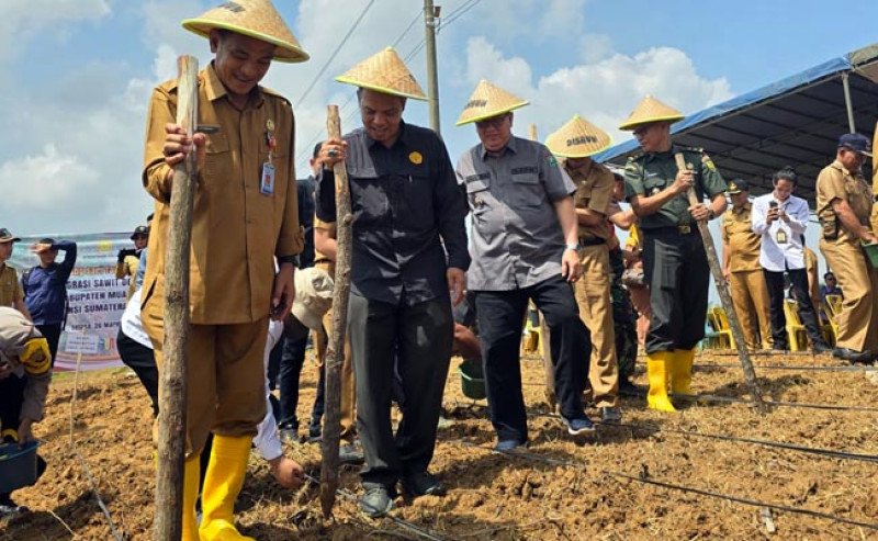 Setelah di Banten, Kementan Kini Kebut Tanam Padi Gogo di Lahan Sawit Muara Enim