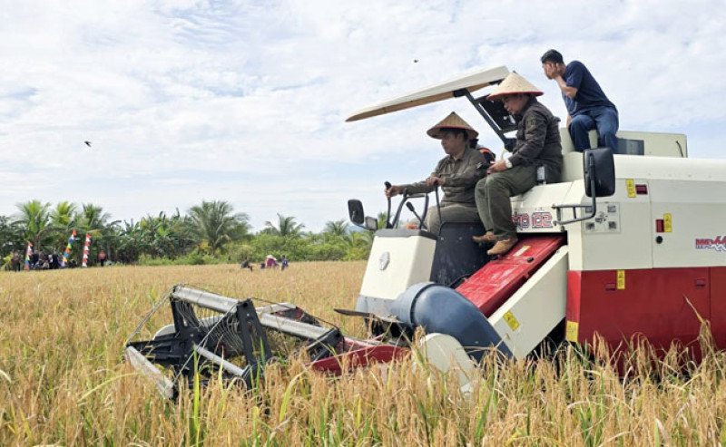 Menuju Swasembada Pangan: Kementan Panen Perdana Padi di Lahan Kelapa dan Jeruk 