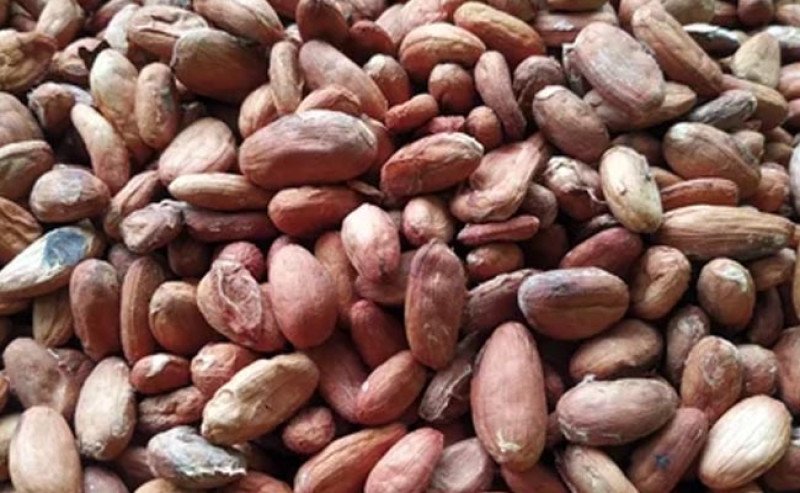 Produksi Meningkat, HPE Biji Kakao Periode Maret 2025 Turun 4,66 Persen