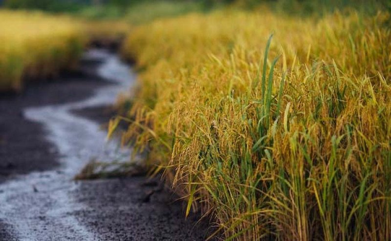 DPR Apresiasi Produksi Beras Kuartal I 2025 Mencapai 13,95 Juta Ton