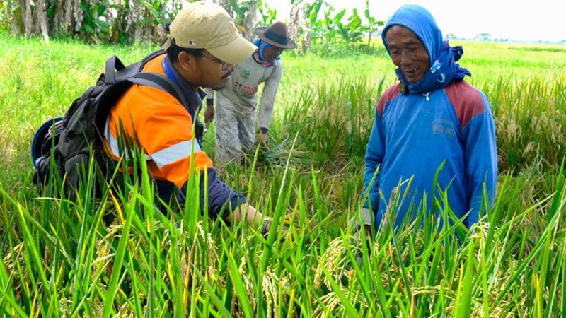 Wilmar Padi Indonesia Perkuat Kemitraan Petani, Dukung Swasembada Pangan