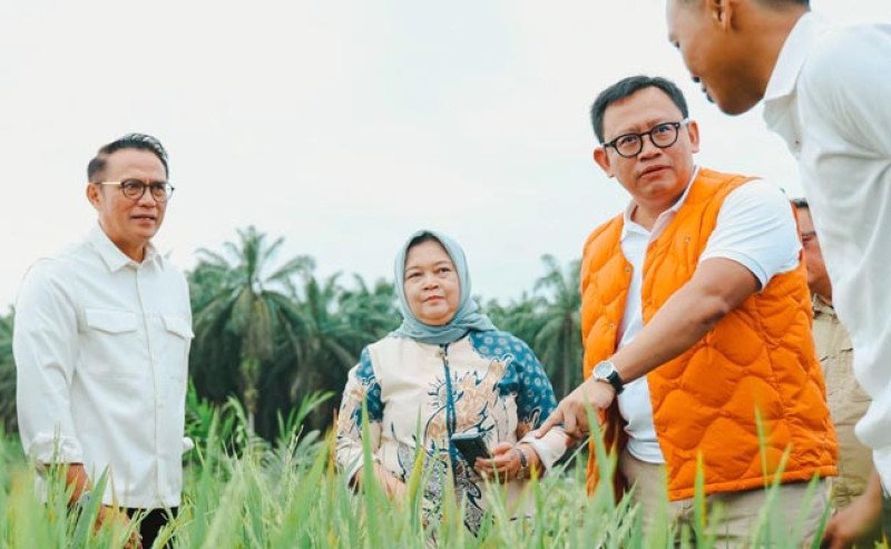 PTPN Group Dukung Program Peremajaan Sawit Rakyat (PSR) dengan Pola Intercropping
