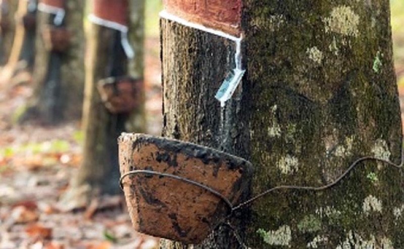 Harga Karet SGX Sicom Turun Pada Kamis 13 Maret 2025, Tertinggi Rp 32.300 per Kg