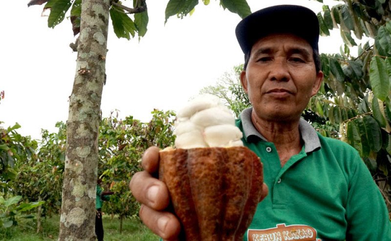 Petani Kakao Berau: Menjaga Hutan Dengan Mengelola Sumber Daya Berkelanjutan
