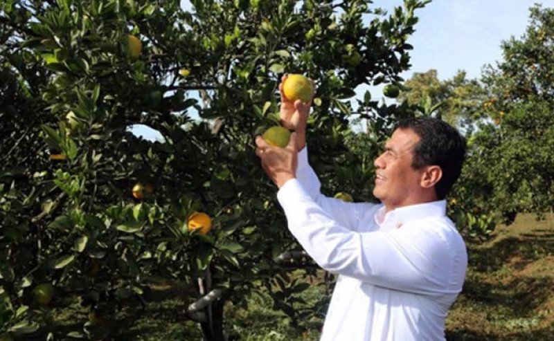 Jeruk Lokal Kian Diminati, Produksi Nasional Capai 2,65 Juta Ton