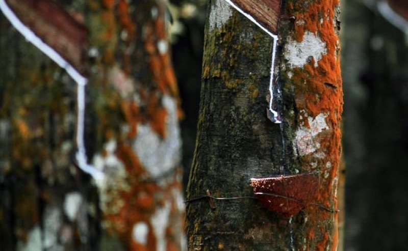 Harga Karet SGX Sicom Naik Tipis Pada Kamis 20 Maret 2025, Tertinggi Rp 32.018 per Kg