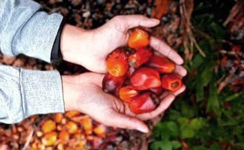 Harga TBS Sawit Sumsel Naik Tipis di Periode II Maret 2025, Tertinggi Rp 3.619,94 per Kg