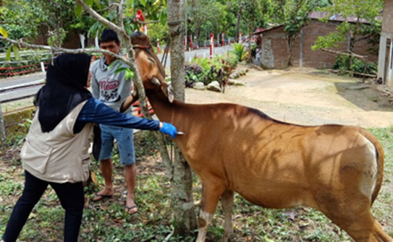 Kementan Intensifkan Penanganan, Kasus PMK Sapi di Sinjai Menurun