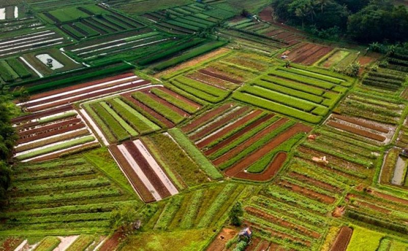 EDITORIAL : MENDORONG KEBERLANJUTAN AGRIBISNIS INDONESIA