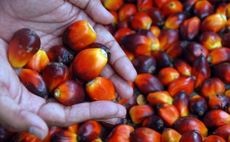 Harga TBS Sawit Kaltim Periode 16-31 Maret 2025 2025 Naik