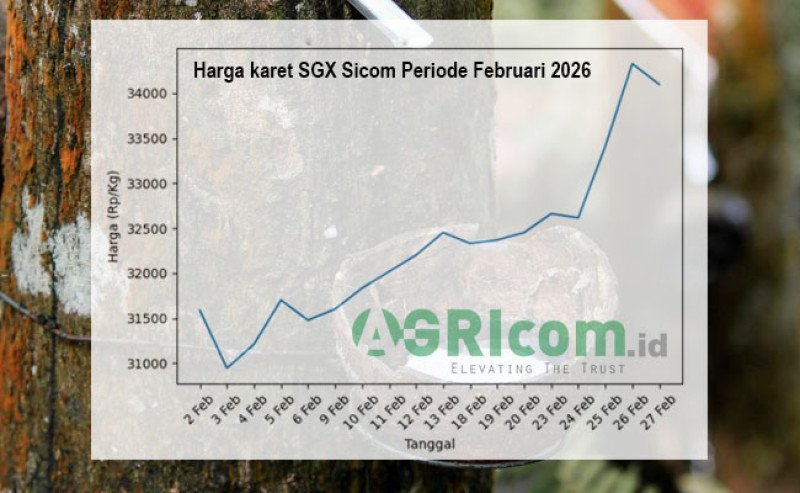 Harga Karet Menguat di Akhir Bulan, Periode Februari 2026 Naik 7,9%