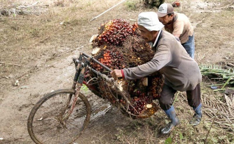 Harga TBS Sawit Swadaya Riau Periode 4–10 Maret 2026 Naik, Umur 9 Tahun Tembus Rp3.552,39/Kg