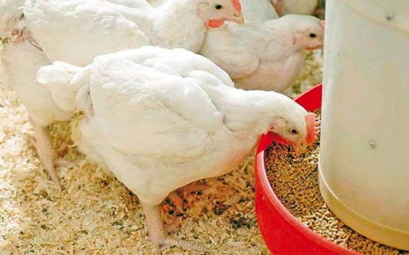 Kementan Catat Harga Pakan Turun, Peternak Berpeluang Hemat Biaya Produksi