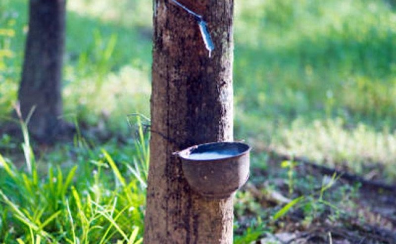 Harga Karet SGX–SICOM Senin (16/3) Turun ke Rp 32.856/Kg