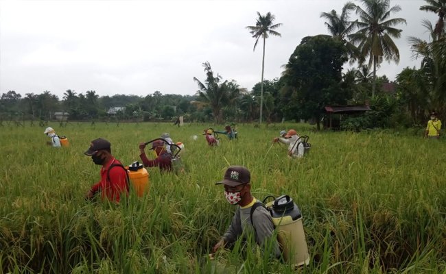 Food Production is in Good Condition and in Control in Indonesia