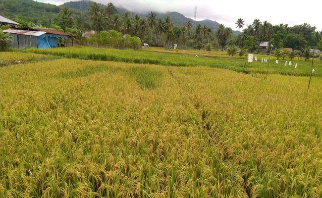 Opla Rawa 300 Ha di Kutai Kartanegara untuk Tingkatkan Produksi Padi