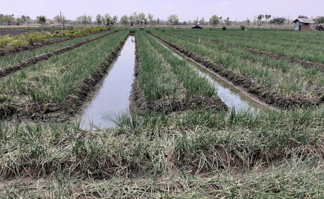 The Onion Production Nationally is In Control; The Price in the Farmer Level Gets Better