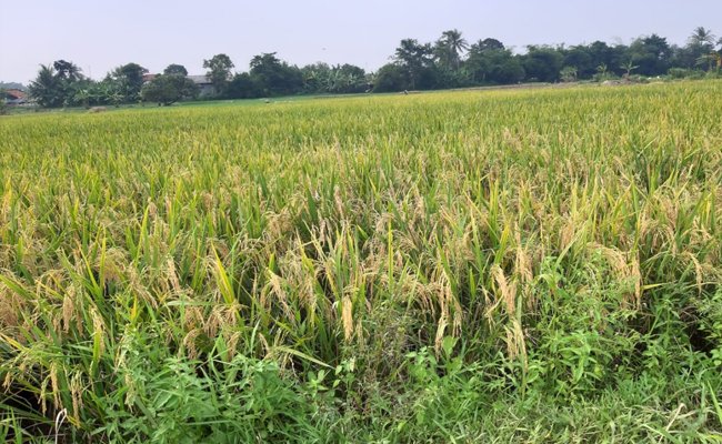 The Regions Are Optimist, the Food Would be enough in the Covid-19 Pandemic