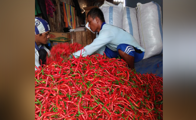 To anticipate the Cheap Chili, Ministry of Agriculture Prepared the Strategies