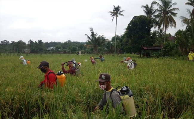 To Secure the Production, District of Batubara Did Control to Rat