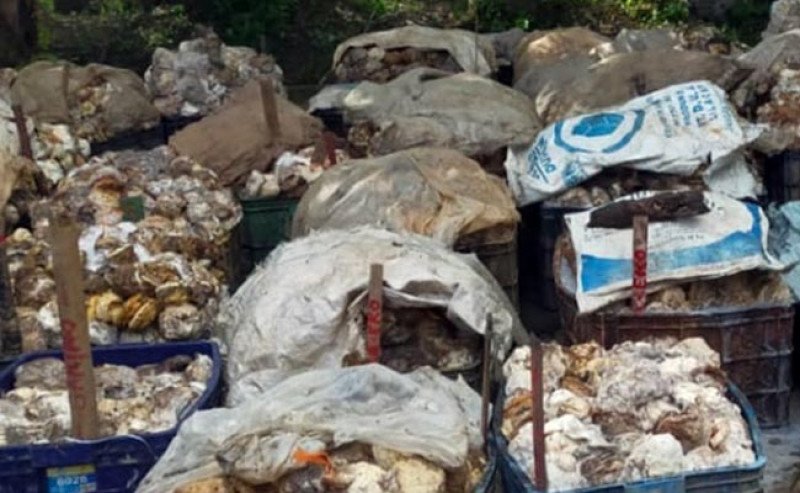 Harga Karet Sicom Kembali Naik pada Kamis 30 Mei 2024