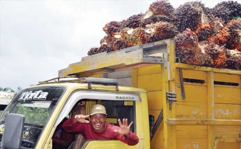 Harga TBS Sawit Jambi Naik di Awal Mei 2025