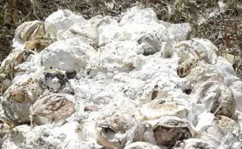 Harga Karet SGX Sicom Selasa 6 Mei 2025 Naik Rp 107/Kg