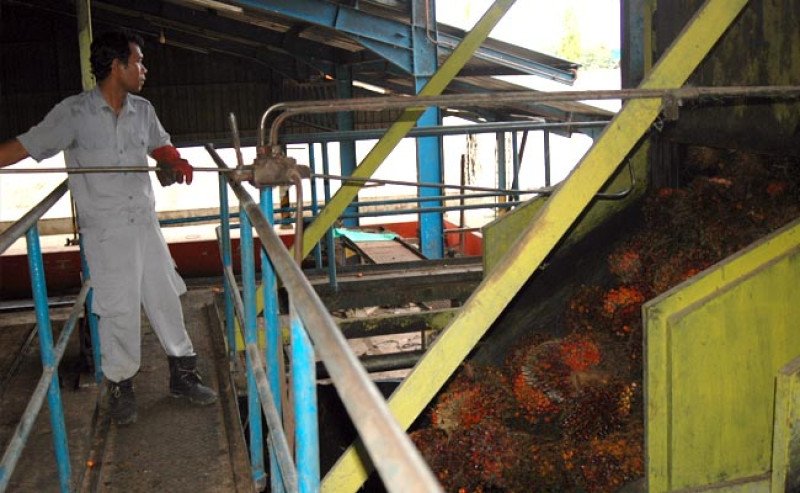 Harga TBS Sawit Jambi Turun di Periode 9–13 Mei 2025