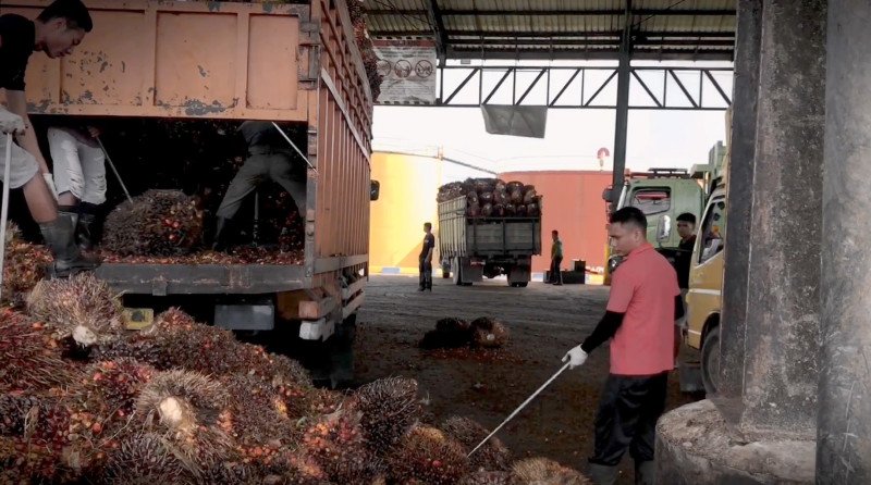 Harga TBS Sawit Sumut Turun, Usia 10–20 Tahun Jadi Rp3.376,04/Kg