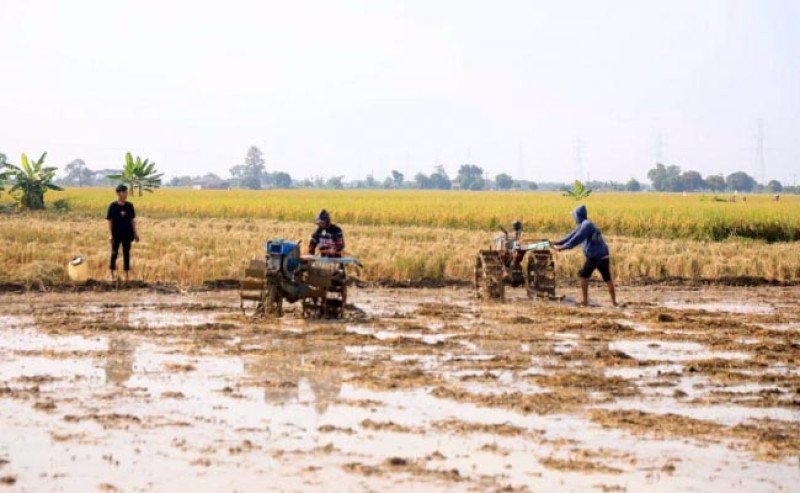 Genjot Produksi Pangan: Kementan Percepat Tanam di Indramayu dan Subang Usai Panen Raya