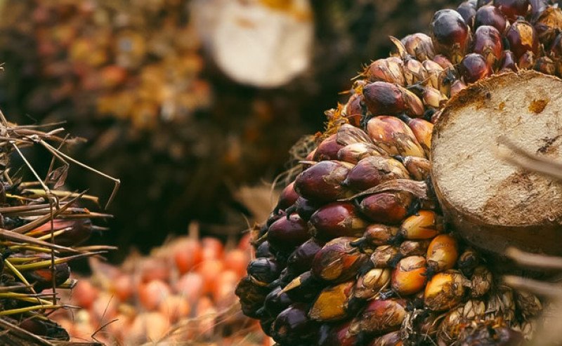 Harga TBS Sawit Jambi Periode 16-22 Mei 2025 Anjlok Rp149,39/Kg