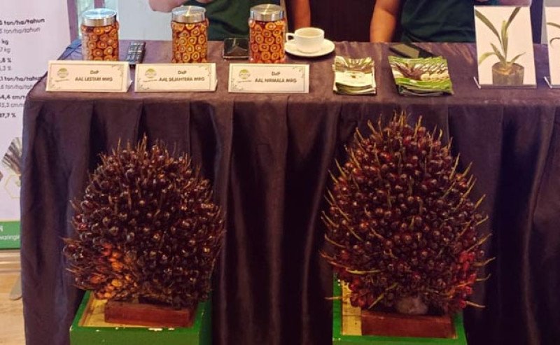 TPV Tanaman Perkebunan Resmi Lepas Enam Varietas Unggul Kelapa Sawit dan Kakao 