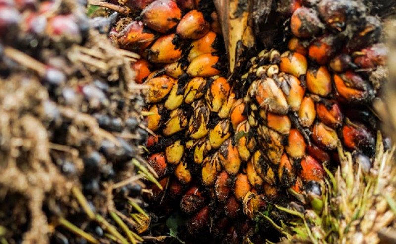 Harga TBS Sawit Sumsel Periode 15-31 Mei 2025 Turun Menjadi Rp3.391,12 per Kg