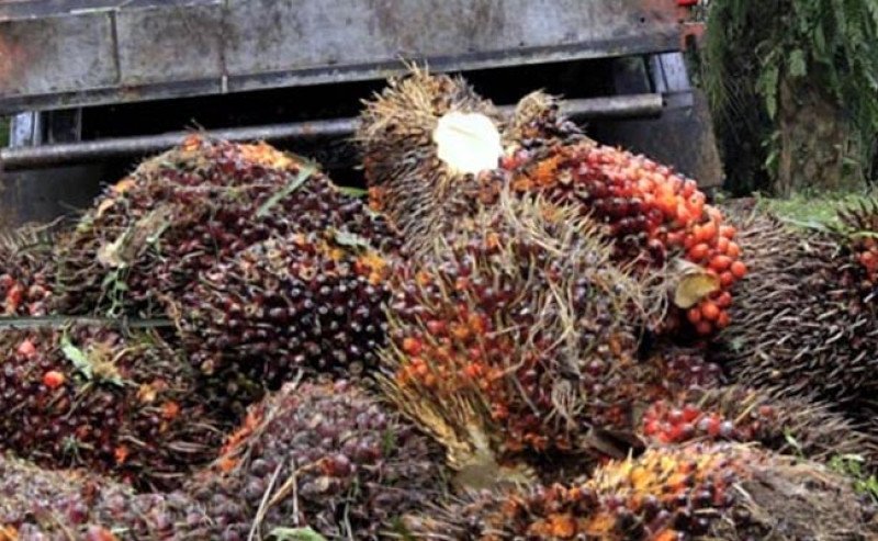 Harga TBS Sawit Kalsel Periode Mei 2025 Turun, Tertinggi Rp3.404,07 per Kg