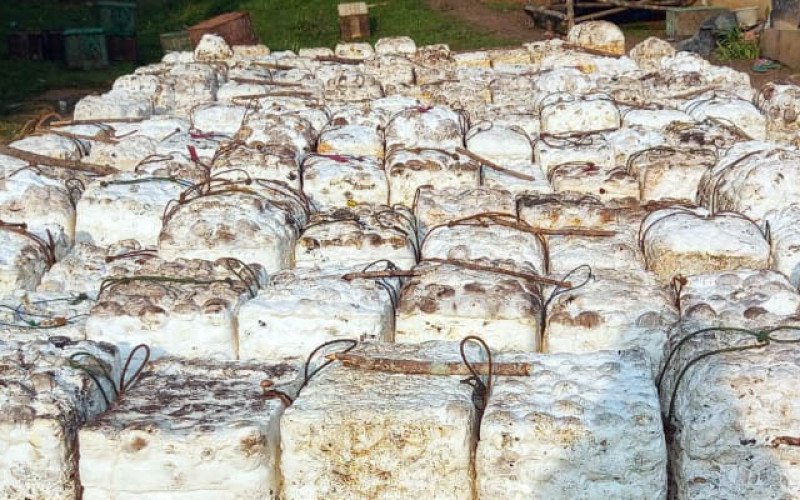 Harga Karet SGX Rabu (5/5) Menguat Lagi ke Rp37.762/Kg, Tren Naik Kian Solid