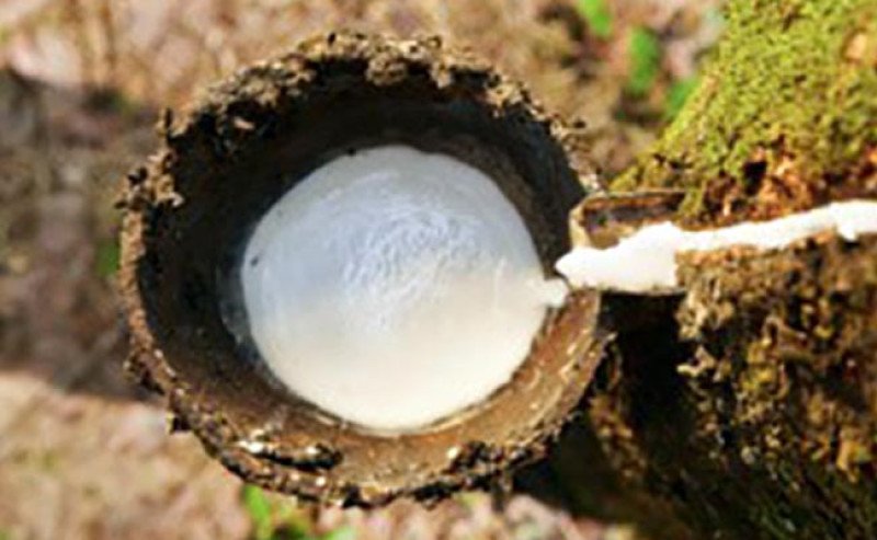 Harga Karet SGX-Sicom Senin (11/5) Turun Rp265, Tertinggi Rp38.189 Per Kg