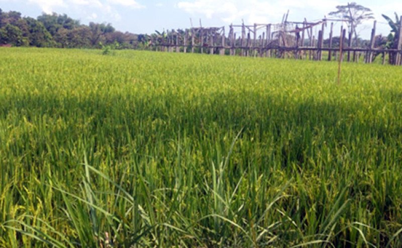 Kementan dan Pemda Perkuat Mitigasi Kekeringan, Pastikan Pertanaman Padi Gunungkidul Tetap Produktif