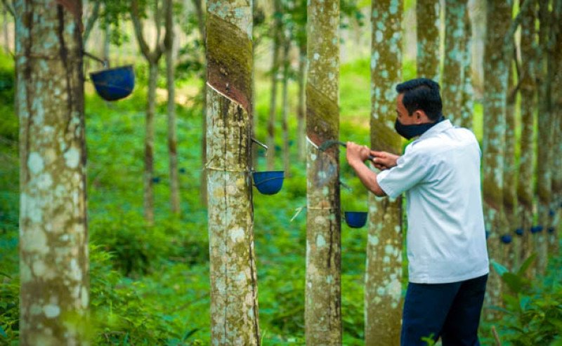 Harga Karet SGX-Sicom Menguat Tipis di Akhir Pekan, Bertahan Dekati Rp40 Ribu