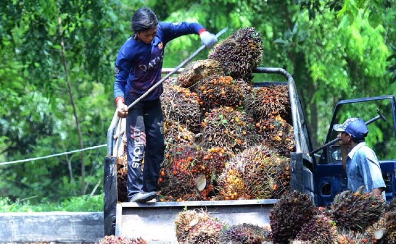 Harga TBS Sawit Sumbar Periode Ketiga Mei 2026 Turun Tipis Menjadi Rp3.998,76 Per kg.