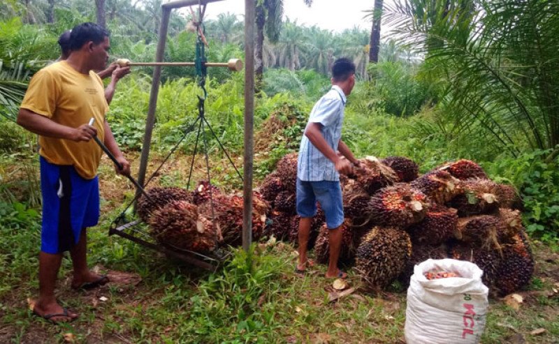 Harga TBS Sawit Sumbar Akhir Mei 2026 Menguat Tipis, Tembus Rp4.005 per Kg