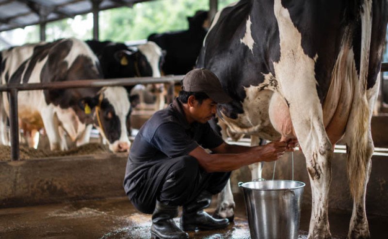18 Tahun Hari Susu Nusantara, DPN Nilai Target Pengembangan Persusuan Belum Optimal