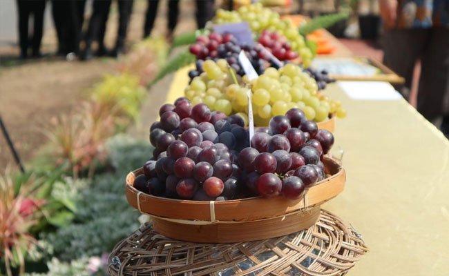 Anggur Janetes SP1 Idola Hortikultura Indonesia Masa Depan