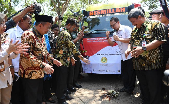 Jawa Timur Lepas 291 Ton Mangga Ke Pasar Internasional