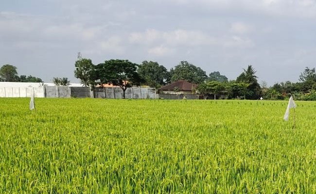 Pertanian Indonesia Dinilai Mulai Makin Menunjukkan Perbaikan dan Berkualitas