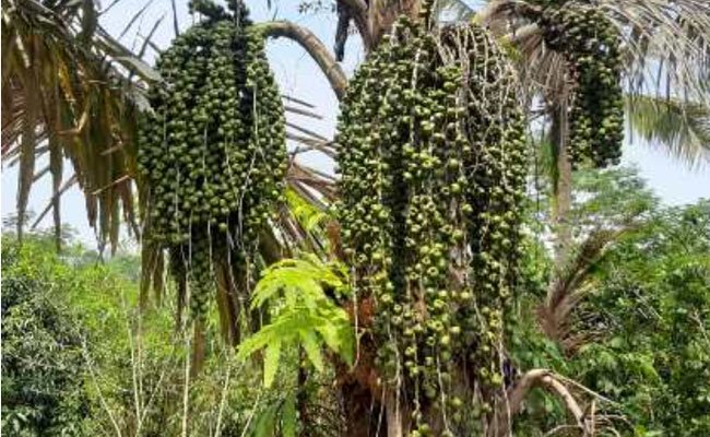 AAI Supports Ministry of Agriculture to Increase the Agriculture