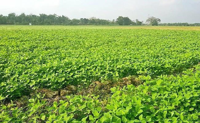 Apresiasi Pertumbuhan Sektor Pertanian di Kuartal III dari Dekan UB