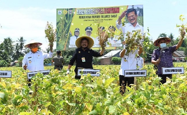 Dari Polman-Sulbar Mentan SYL Genjot Produksi Kedelai dengan Kemitraan