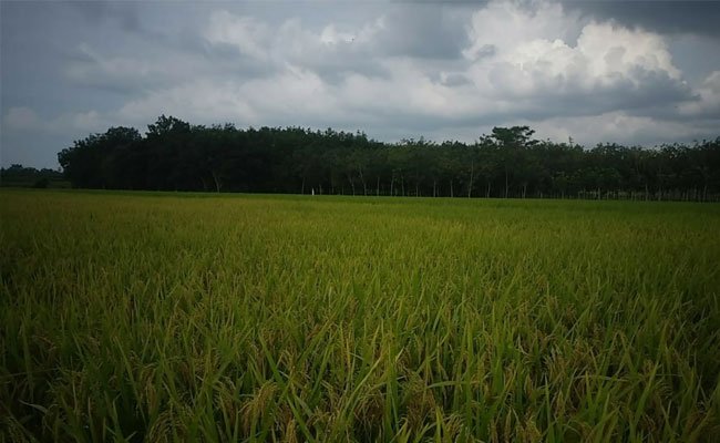 Di Lampung, Petani Budidayakan Padi Gogo dibekas Lahan Sawit dan Karet